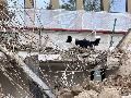 Retter auf vier Pfoten: Wie sich die DRK-Rettungshundestaffel auf den Ernstfall vorbereitet