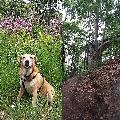 Hundewandertour ldt zu Naturerlebnissen ein