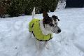 Hunde im Winter: Worauf muss man achten?