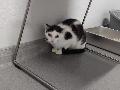 Kleine Schritte zum gro�en Gl�ck: Kater Igor sucht ein Zuhause 