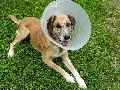 Tierschutzverein Kreis Altenkirchen braucht Hilfe: Wer gehrt zu "Bailey"?