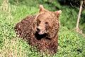 Westerwald-Verein Buchfinkenland l�dt zum Wildpark-Besuch ein