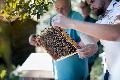 Mit den Bienen durchs Jahr: Imkern lernen im Westerwald