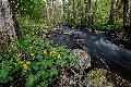 Naturnahe Nister: Wunsch und Wirklichkeit gehen weit auseinander