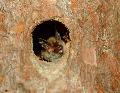 25. Europäische Fledermausnacht im Westerwald: Kobolden der Nacht auf der Spur