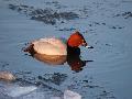 Die SGD Nord rät: Wasservögel besser nicht füttern