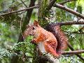 Eichhörnchen verursacht Stromausfall in Willmenrod