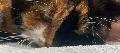 Der Feli-Fonds fr Katzen in Not 