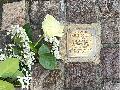 Lebenshilfe Altenkirchen: Reinigung des Stolpersteins fr Justus Krmer