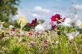 Naturgartenwettbewerb in Neuwied: Vielfalt im eigenen Garten zeigen