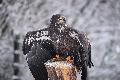 Schreck in Bad Marienberg: Junger Weikopfseeadler bxt beim Training aus