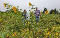 Blhstreifen sorgen fr Biodiversitt und Freude