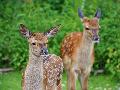 Zwei Rehe mischten sich in Schafsherde
