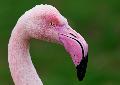Mehr als nur "Pretty in Pink": Flamingos im Zoo Neuwied