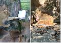 Löwengeburtstag im Zoo Neuwied: Spannung, Spiel und was zum Futtern