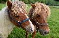 Tierisches Heimweh: Ein Pony zu viel auf der Weide