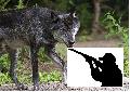 MdB Erwin Rddel: "Bejagung des Wolfes ermglichen!"