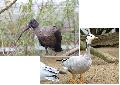 Ganze 200 Meter weit: Herbstlicher "Vogelzug" im Neuwieder Zoo