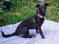 Vermisster Hund Yuna nach Gewitter verschwunden