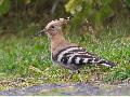 Konzert der Natur - Vogelstimmenwanderung in Herschbach.