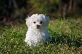 Tages des Hundes im Wildpark Gackenbach