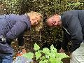 Artenschutz am Wasser: Wie junge Steinkrebse kosysteme stabilisieren