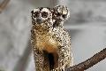 Star im Zoo geboren