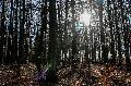 Naturschutzverbnde BUND und NI fordern Wald-Erhalt am Nauberg