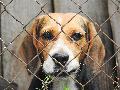 270 Beagle-Hunde f�r Tierversuche aus den USA importiert