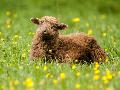 2. Westerw�lder Weidetiertag in M�rsbach: Ein Tag im Zeichen der Weidetiere