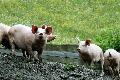 Tierseuchen 2025: Gefl�gelpest und Afrikanische Schweinepest im Fokus