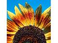 Sommerliches Wetter mit bis zu 31 Grad in Rheinland-Pfalz erwartet