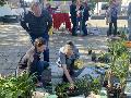 Grnes Netzwerk Hhr-Grenzhausen ldt zur Pflanzentauschbrse am 27. September ein