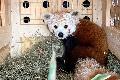 Roter Panda Flynn auf gro�er Reise nach Schottland