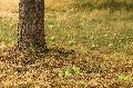 Streuobstwiesen-Projekt in Unkel geht weiter