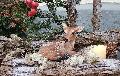 Die Weihnachtsstnde des Tierschutz Siebengebirge laden zum Vorbeischauen ein