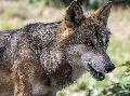 Rettersen: Wolf dringt in ein Damwildgehege ein