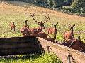 Wiedererffnung des Wildparks Westerwald: Ein neues Kapitel beginnt