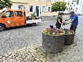 Servicebetriebe Neuwied bringen 6.000 Sommerblumen in die Stadt 
