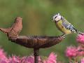NABU: Stunde der Gartenvgel mit Zhlaktion