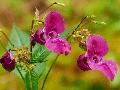 Aktiv werden f�r die Natur: Teilnahme an den Anti-Springkraut-Aktionen in Puderbach