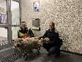 Flüchtiges Schaf nächtigt bei der Polizei Betzdorf