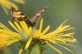 Westerwaldwetter: heies, sonniges Wochenende