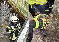 Stahlhofen: Entenfamilie aus dem Wiesensee dank Feuerwehr wieder glcklich vereint
