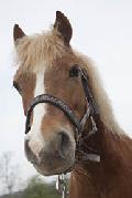 Tierqulerei  Pony nach Stichverletzung verendet 