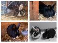 Zwischen Kuschelecke und Karotte: Sunny und Snippet suchen ein Zuhause