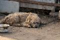 Tierqu�lerei in Rheinland-Pfalz: Kein Bagatelldelikt