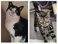Schnurrduett auf Wohnungssuche: Taby und Marlow
