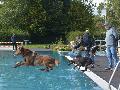 Hundeschwimmen in Urbach: ein Paradies fr Vierbeiner