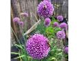 Artenvielfalt im Westerwald st�rken: So werden Garten und Balkon zum N�tzlingsparadies